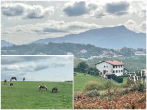 la rhune et paysage basque pottok